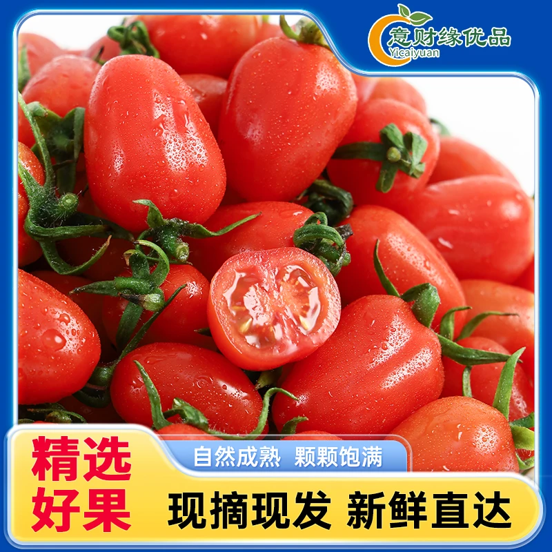 现摘密斯提拉新鲜纯甜小番茄圣女果番茄味浓郁顺丰包邮