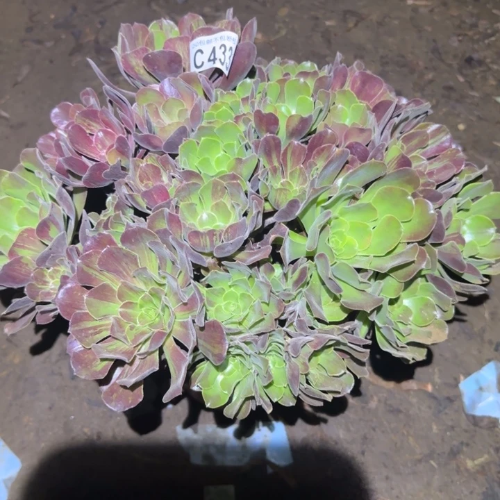 欧若拉……多肉植物的生长