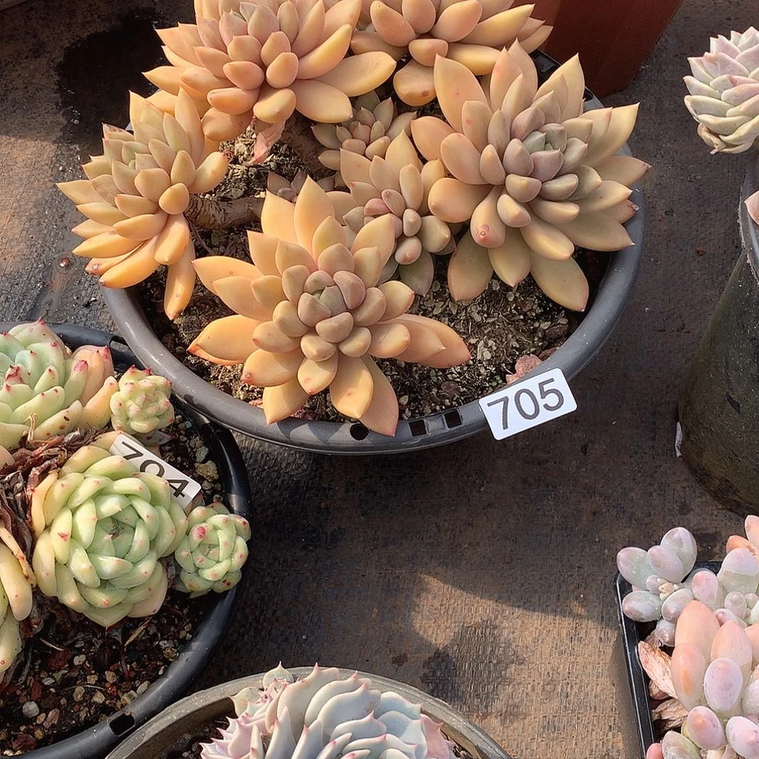 705 一物一拍多肉