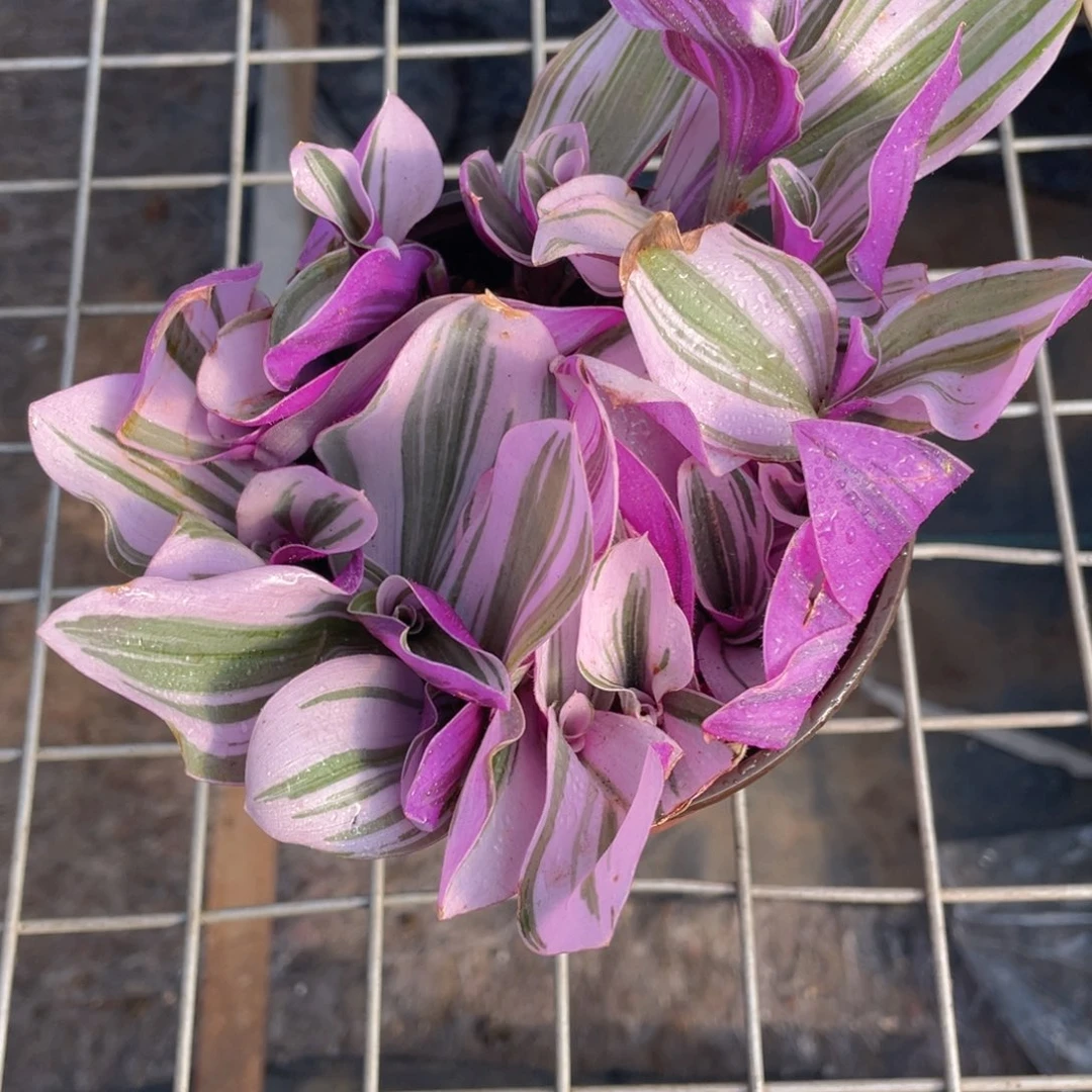 油画婚礼多肉9.9包邮发货