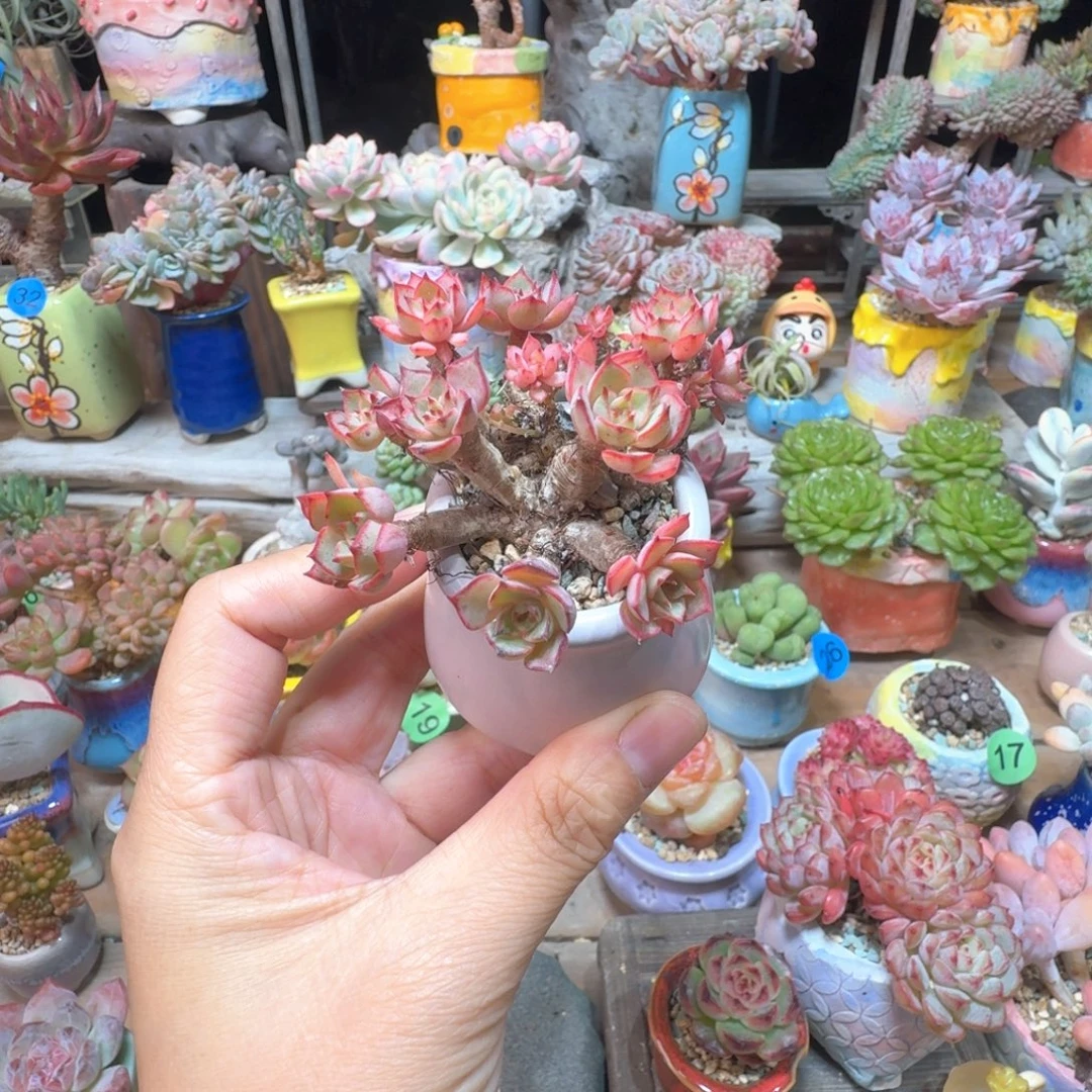 漫天飞舞多肉含盆土 一物一拍