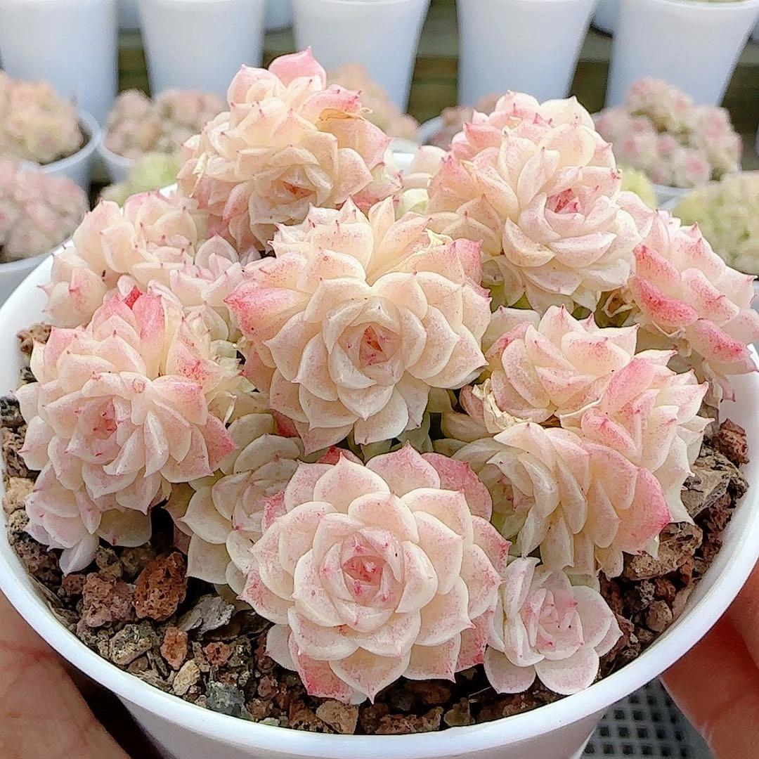 0104-18（xpp-277）优选