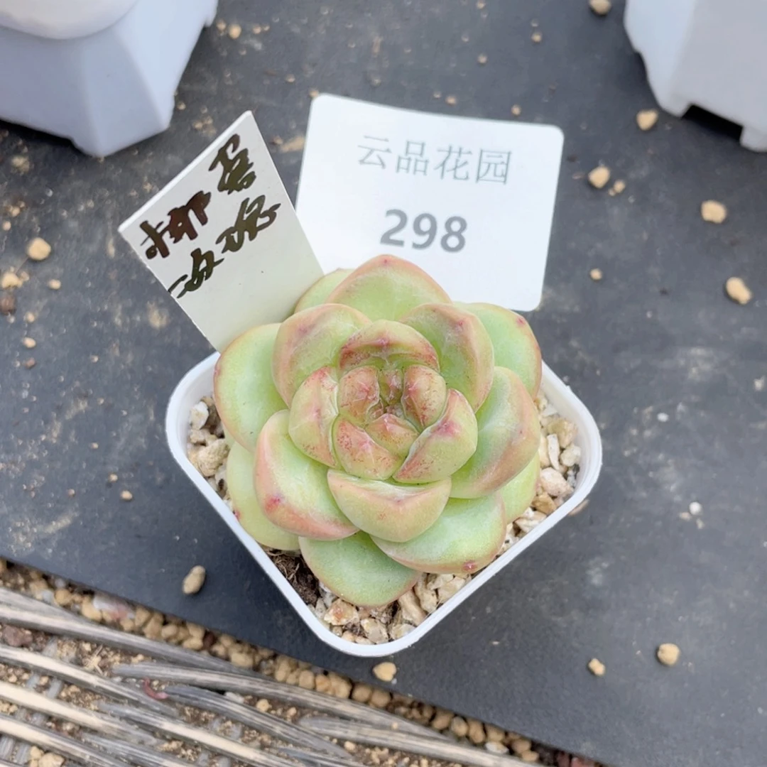 予*298号糖心冰心珍妮 椰蓉玫瑰