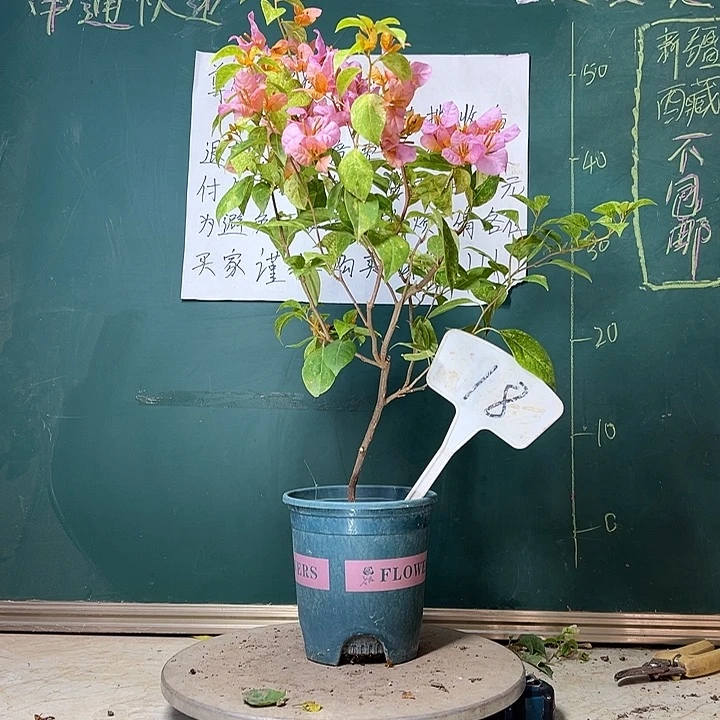 完全开放沙斑女郎18