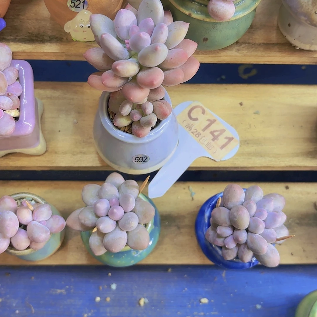 C144溜溜球奶酪一物一拍