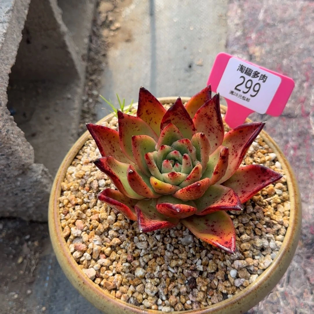 多肉植物原始红毛根磨