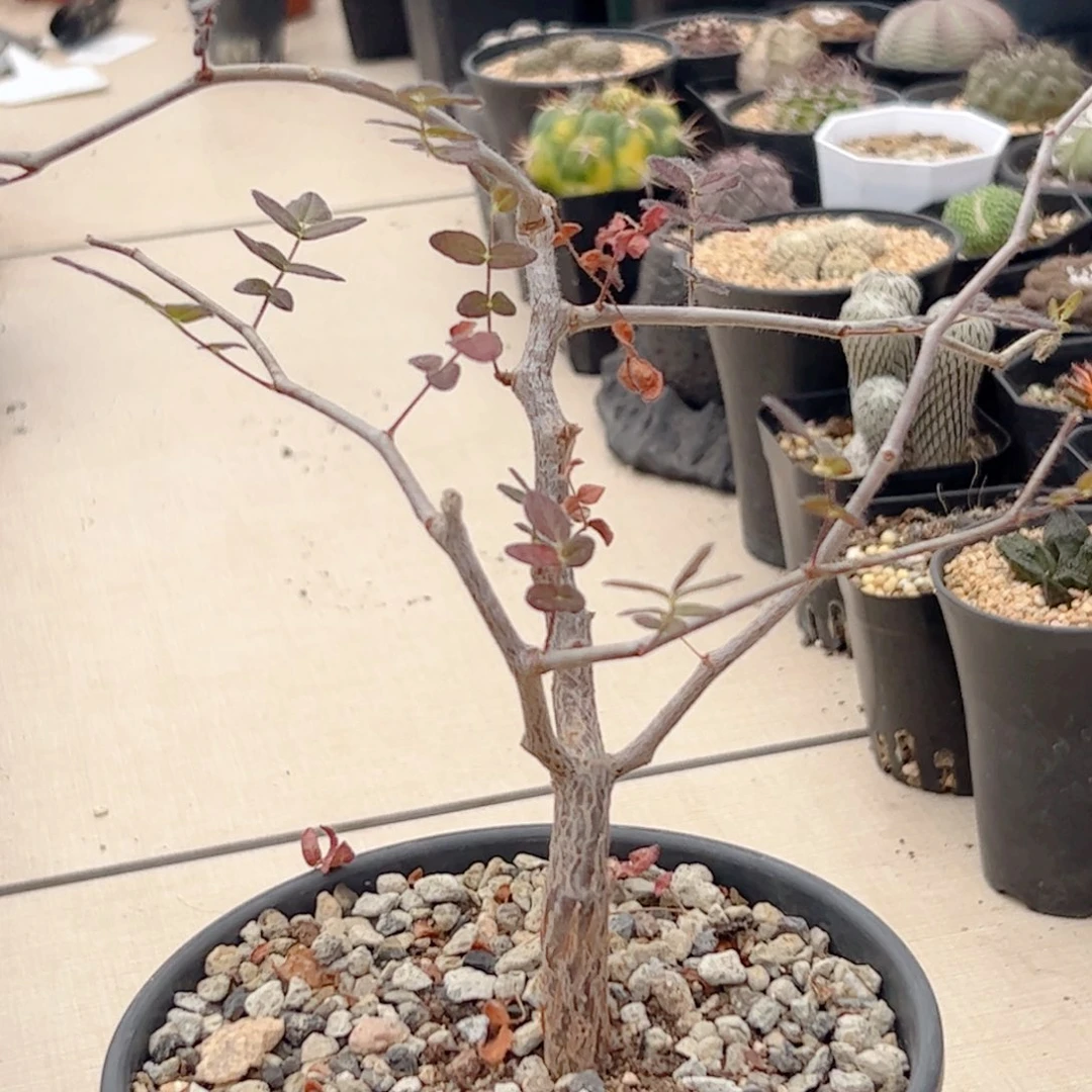 实生 滔天橄榄000