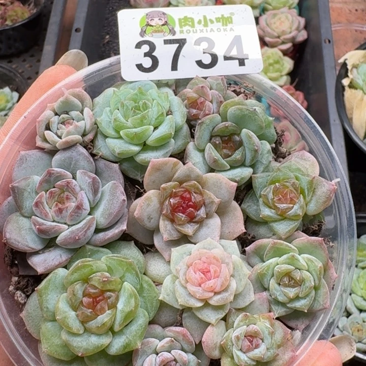 多肉植物多肉植物
