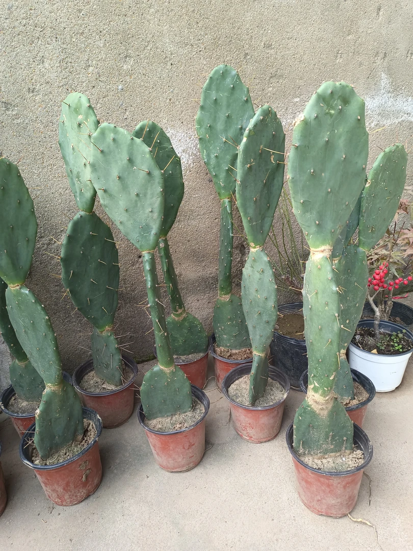 仙人掌盆栽嫁接蟹爪兰令箭荷花美容外敷灌肤室内绿植