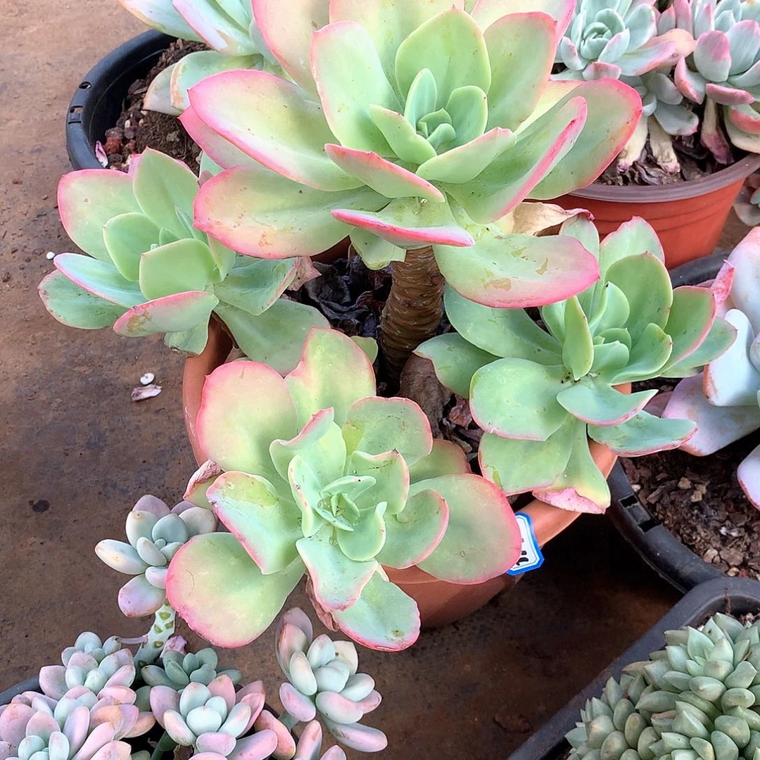 164凤 一物一拍多肉