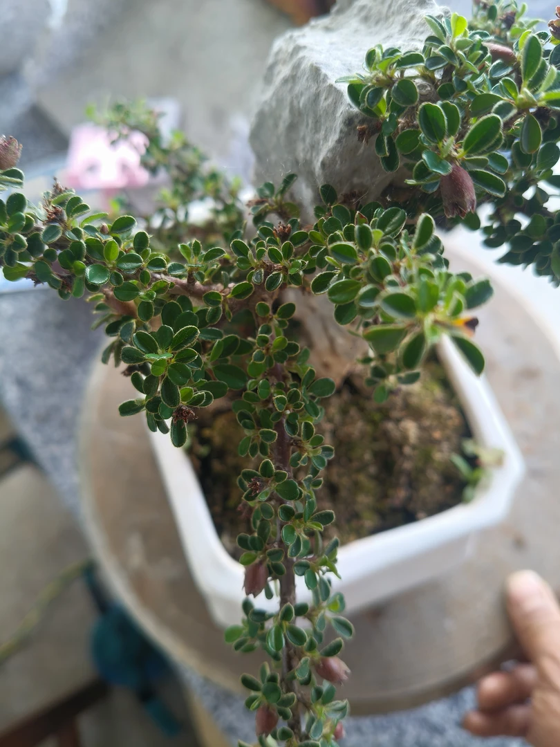 手工订制绿植花卉室内盆景 打造温馨室内景观