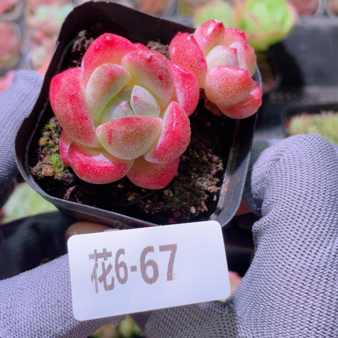 花利美 6-67冰糖