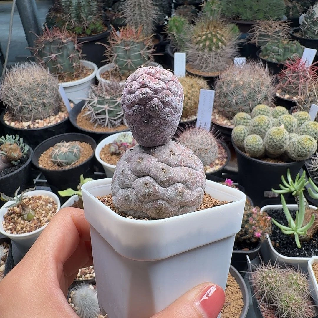 自根习志野脱土发货