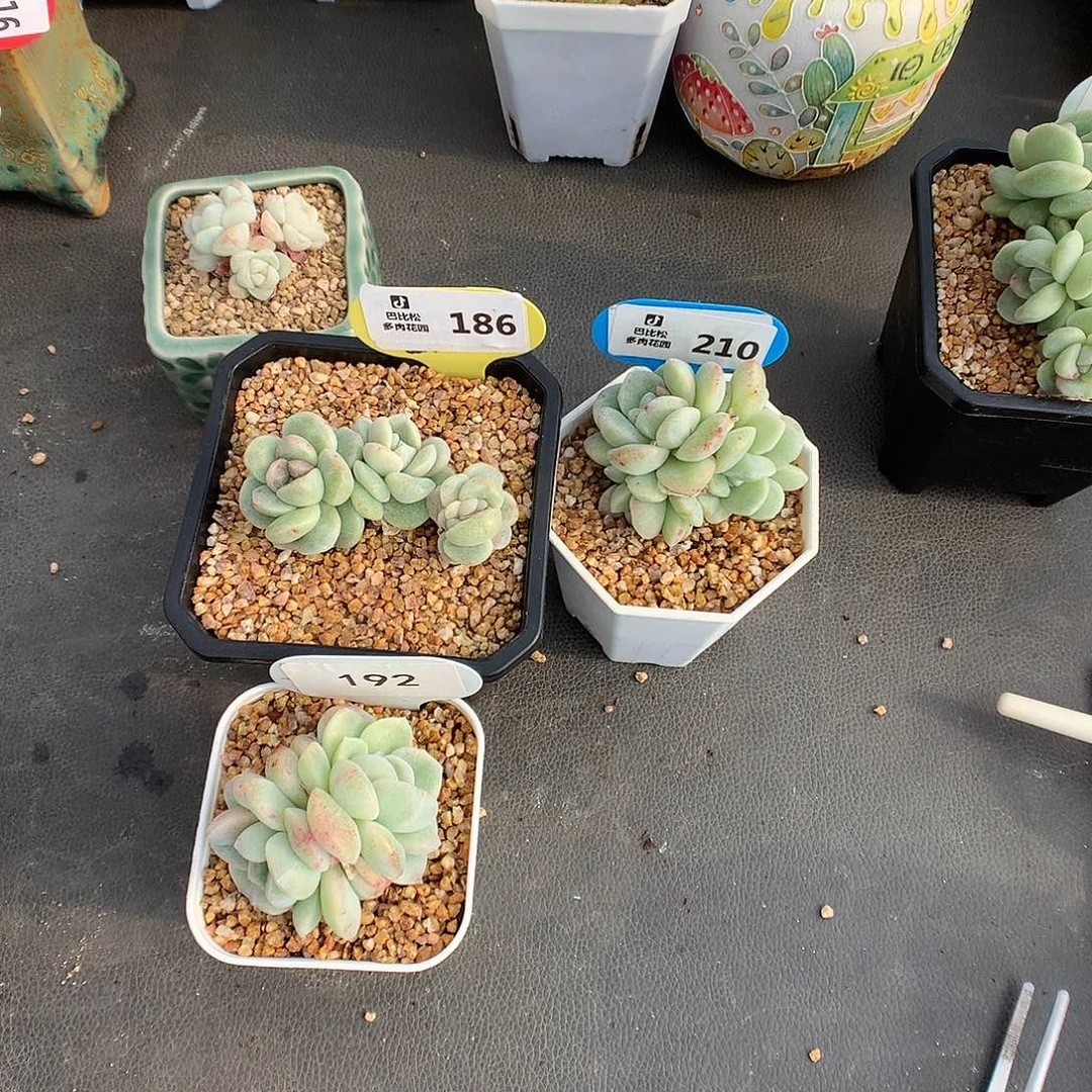 白*琛186-210-192三个冰玉石化多肉植物
