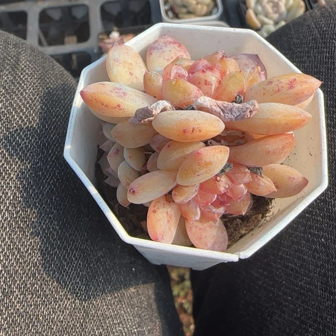 多肉小卡拉米糖心一物一拍