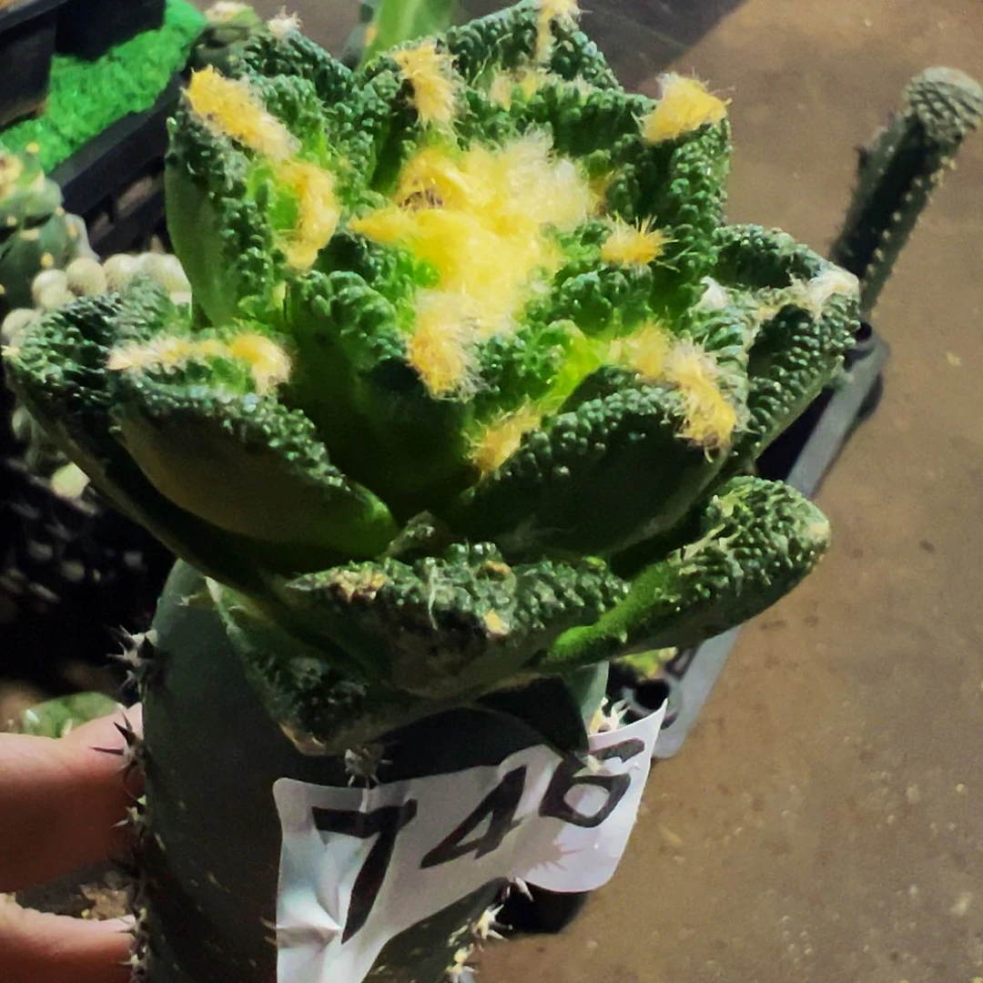 无花朵福利螺旋勃氏辛顿746