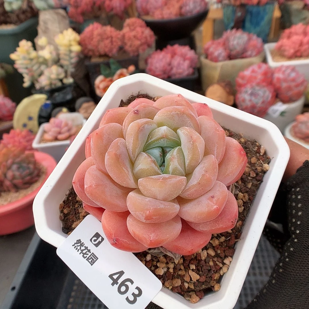 463糖心多肉植物336