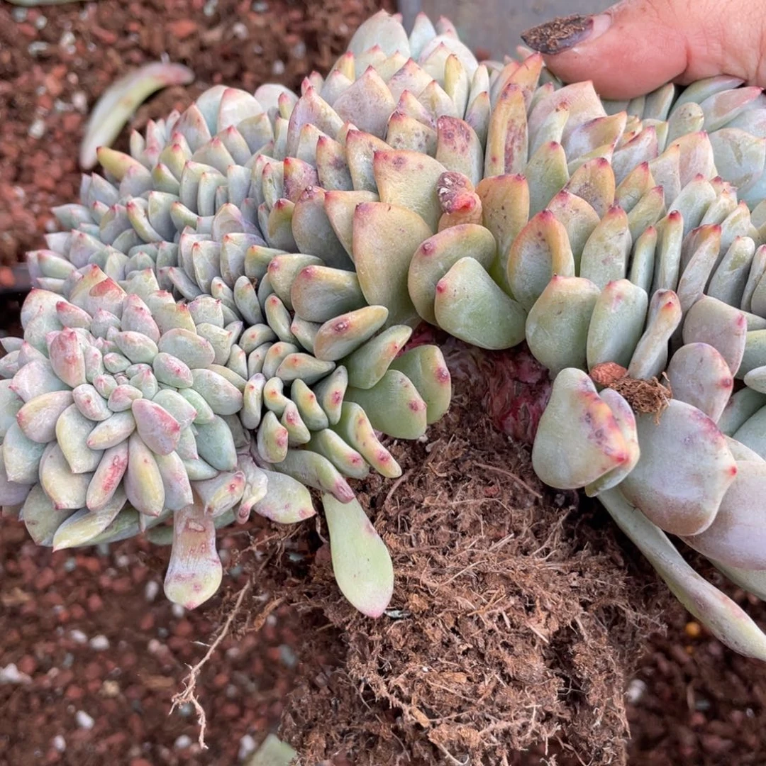 星影缀化有侧切瑕疵介意勿拍112