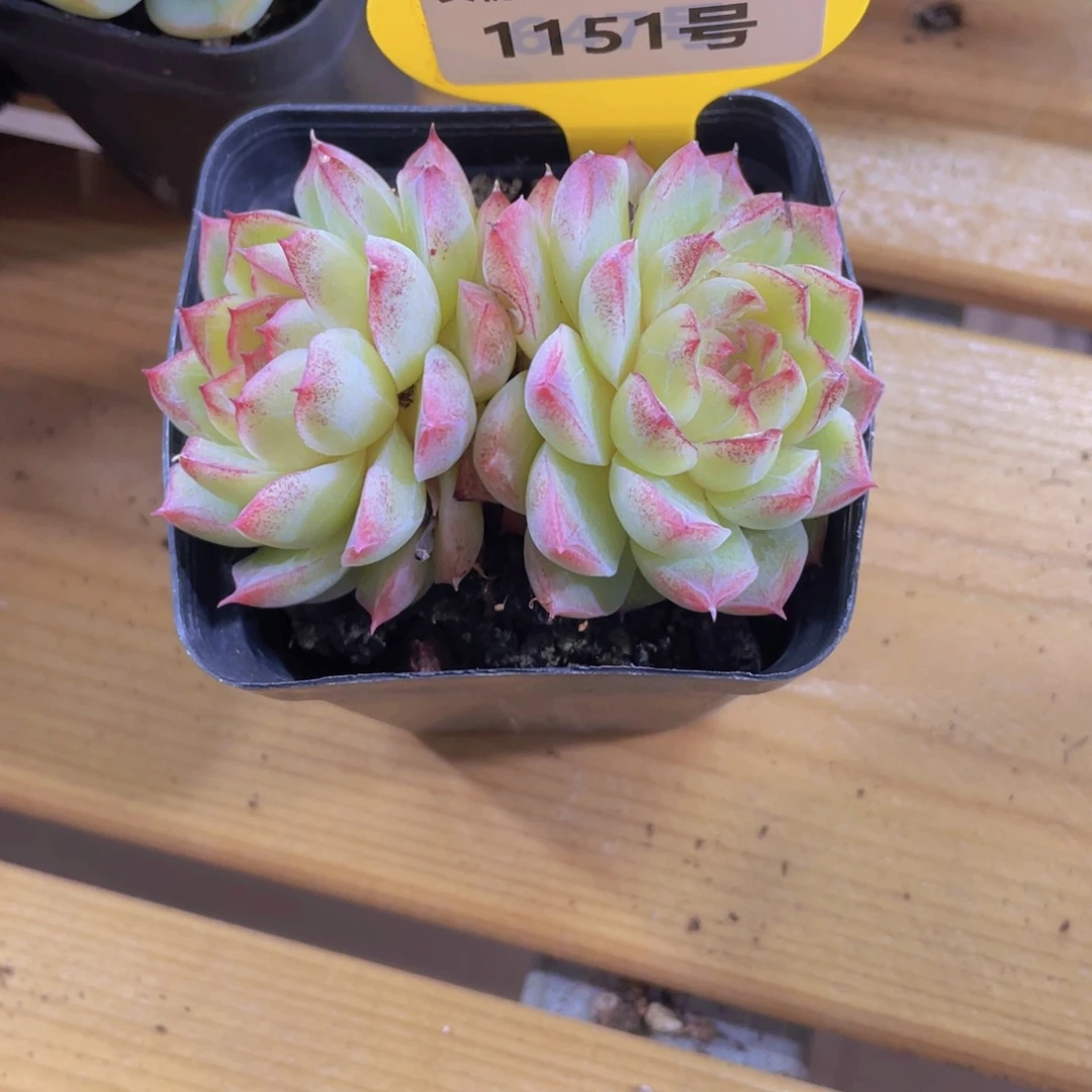 1151号 精品糖心女王