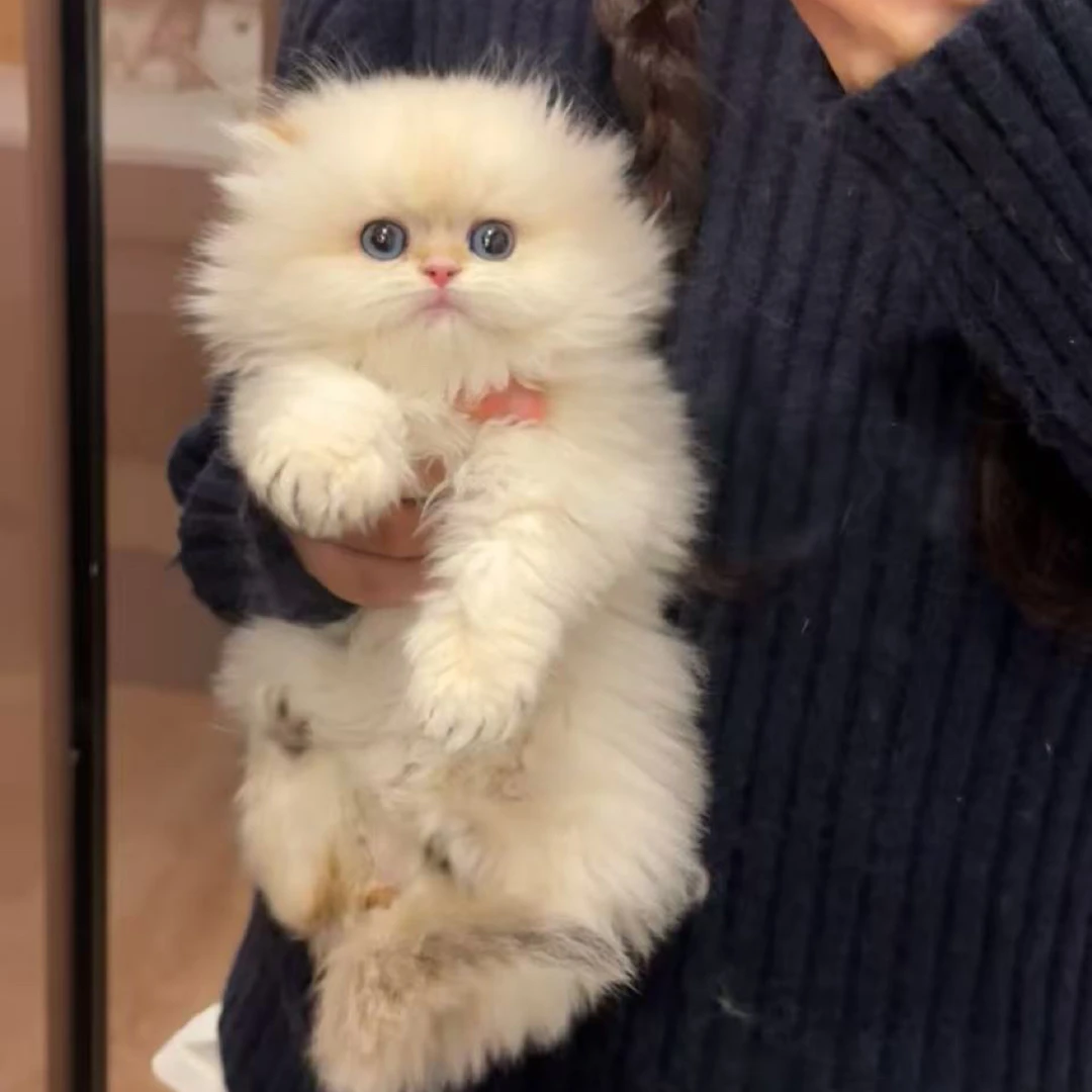 可爱纯种金渐层蓝金渐层紫金渐层长毛短毛短毛猫宠物猫