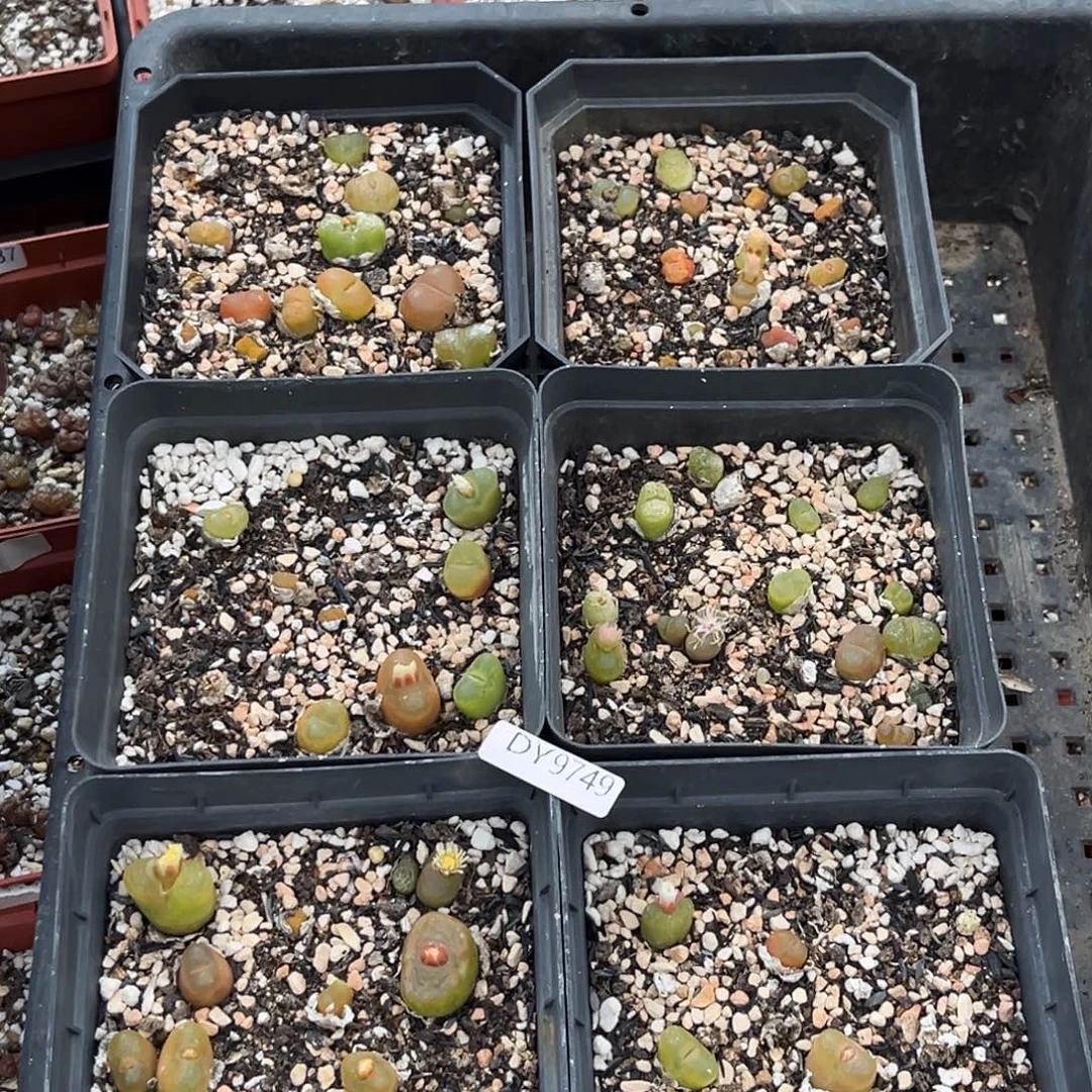 一物一拍毛毛9749