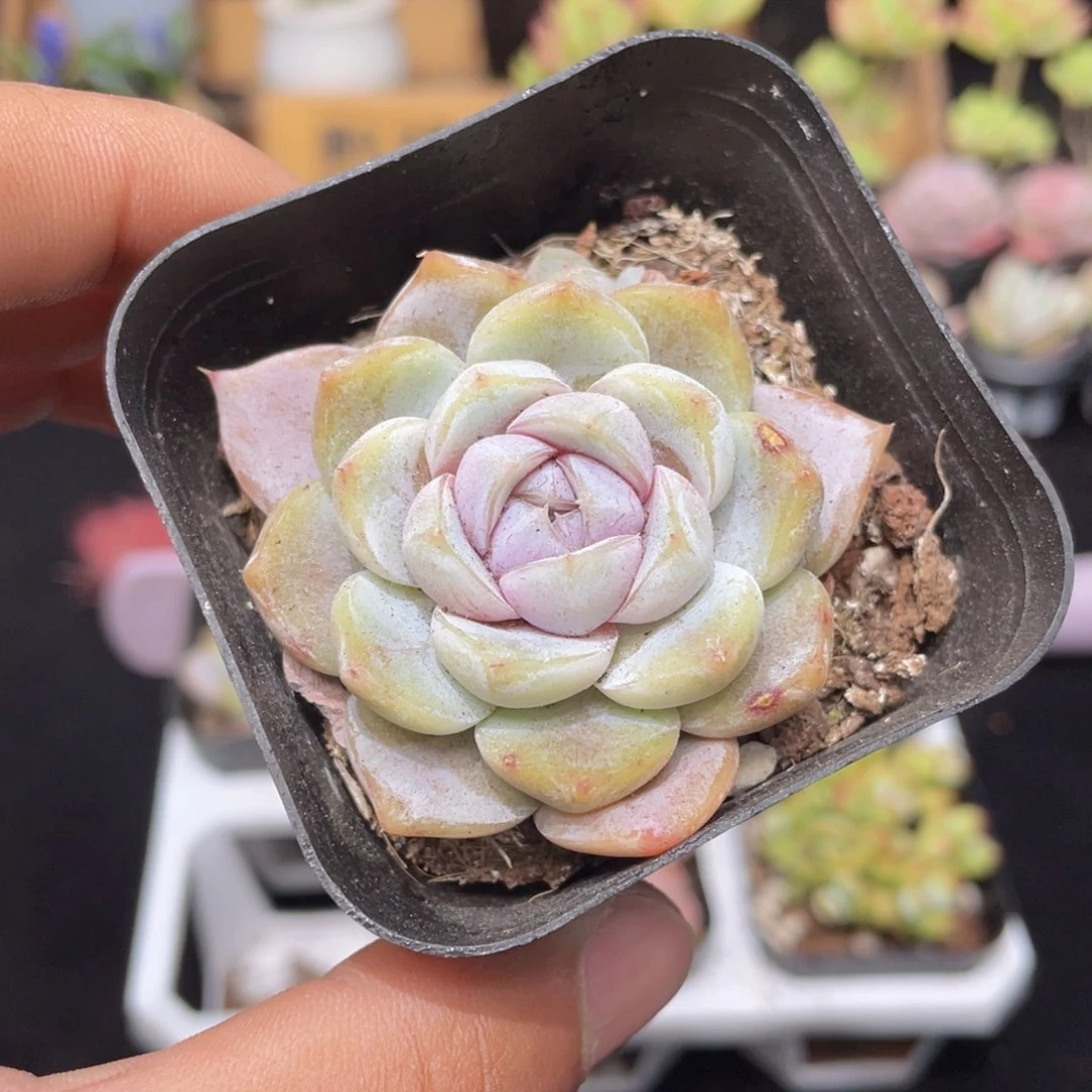 雪兔多肉9.9包邮发货