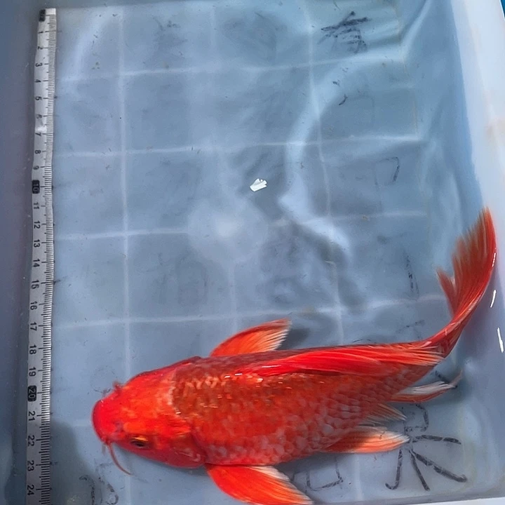 蝴蝶鲤鱼渔场直发39