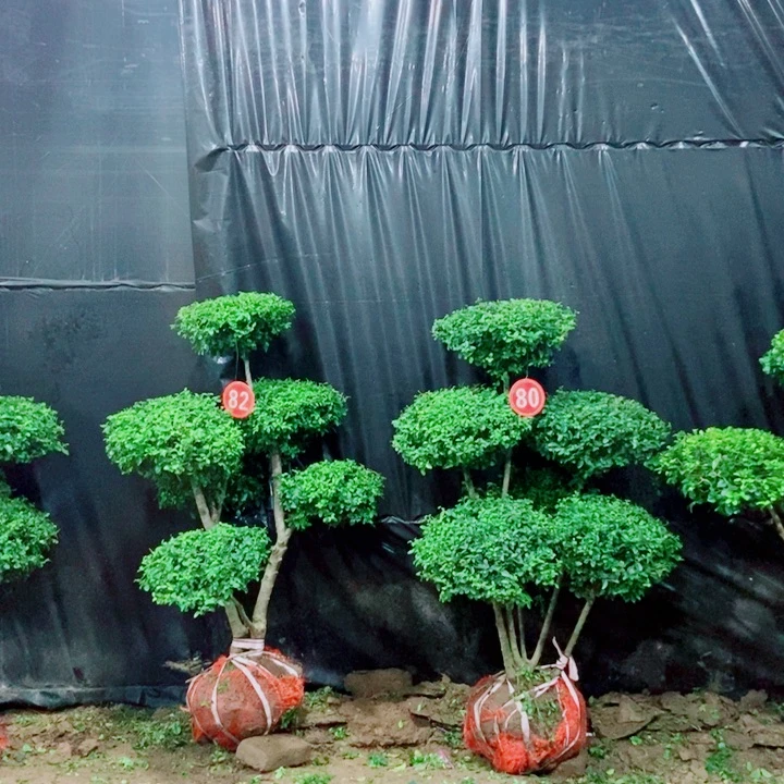 不开花植物一物一拍一物一拍