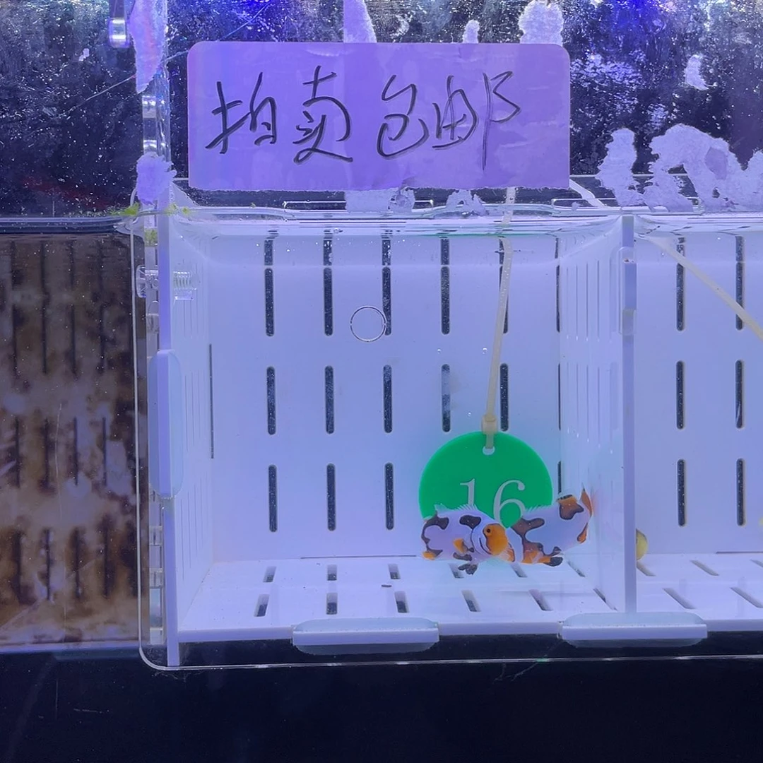 热带海域3.5-4.5公毕加索