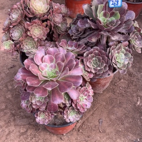 268多肉植物组合，