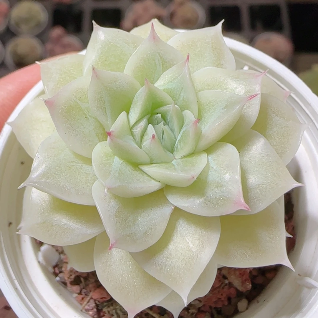 花语多肉1216-147