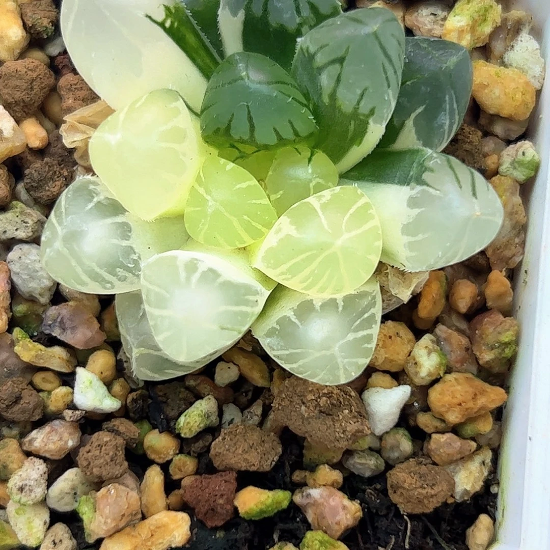 Om锦十二卷多肉植物
