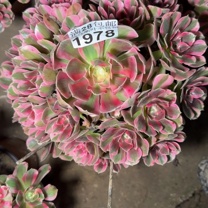 1978南女郎多肉植物
