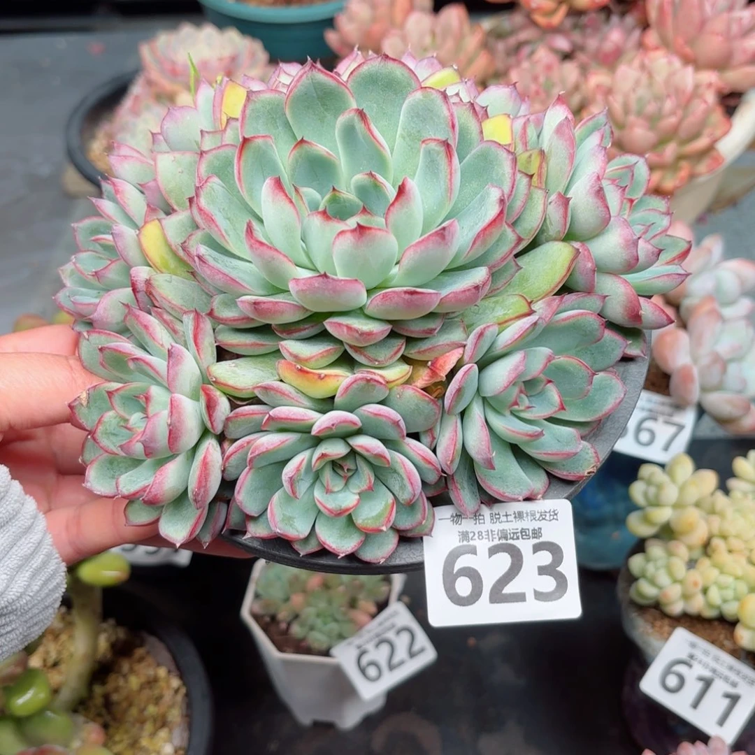 荷花手捧无盆土发货