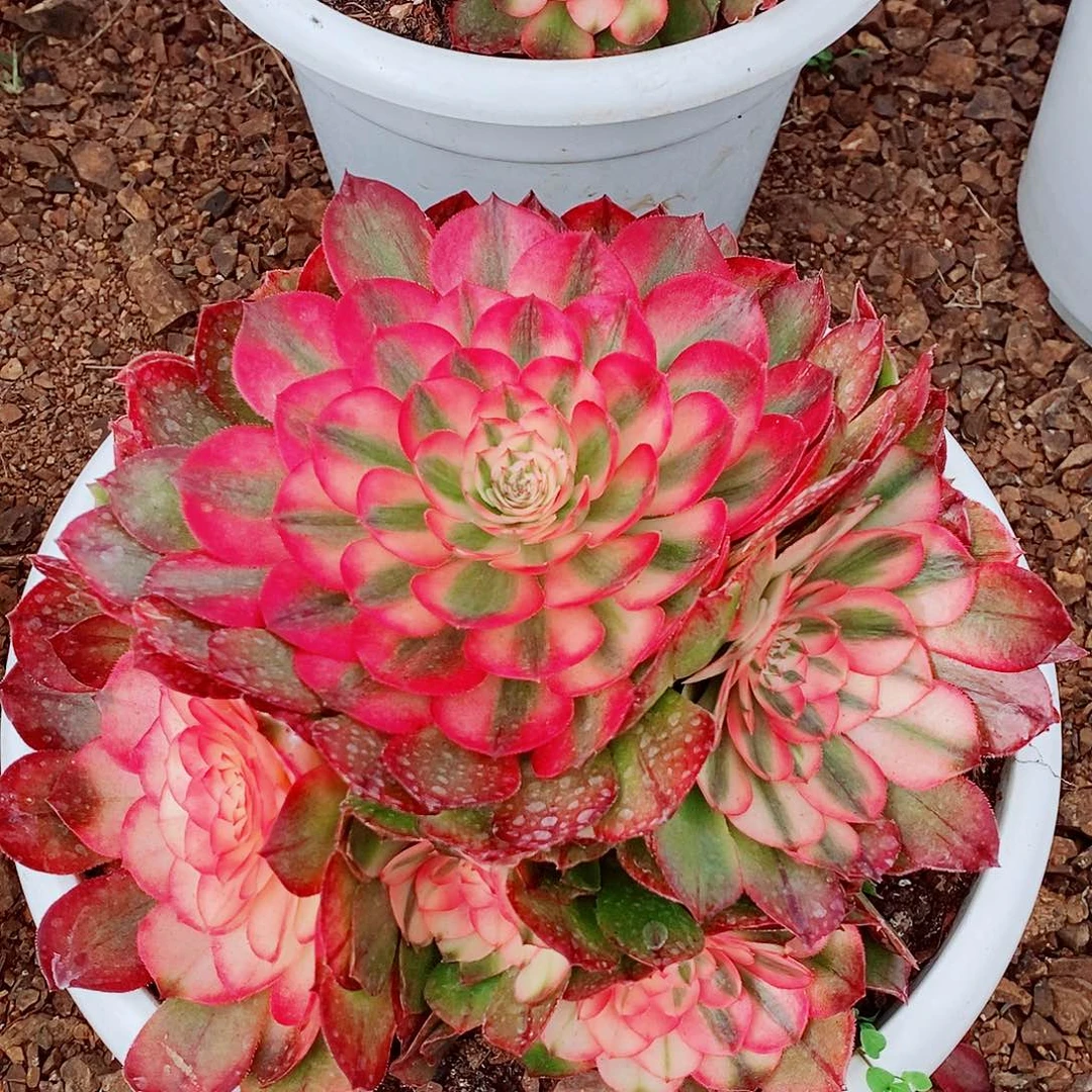 上古园艺多肉法师