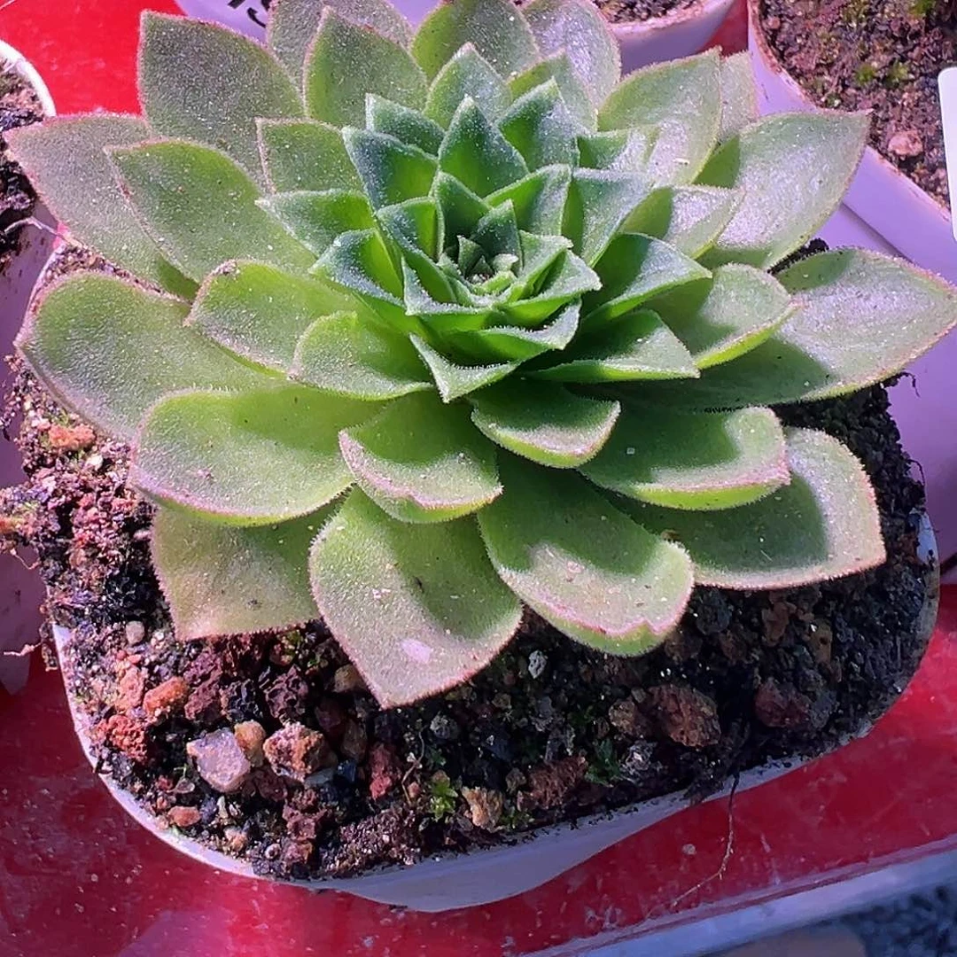 陈陈823花园观察品多肉