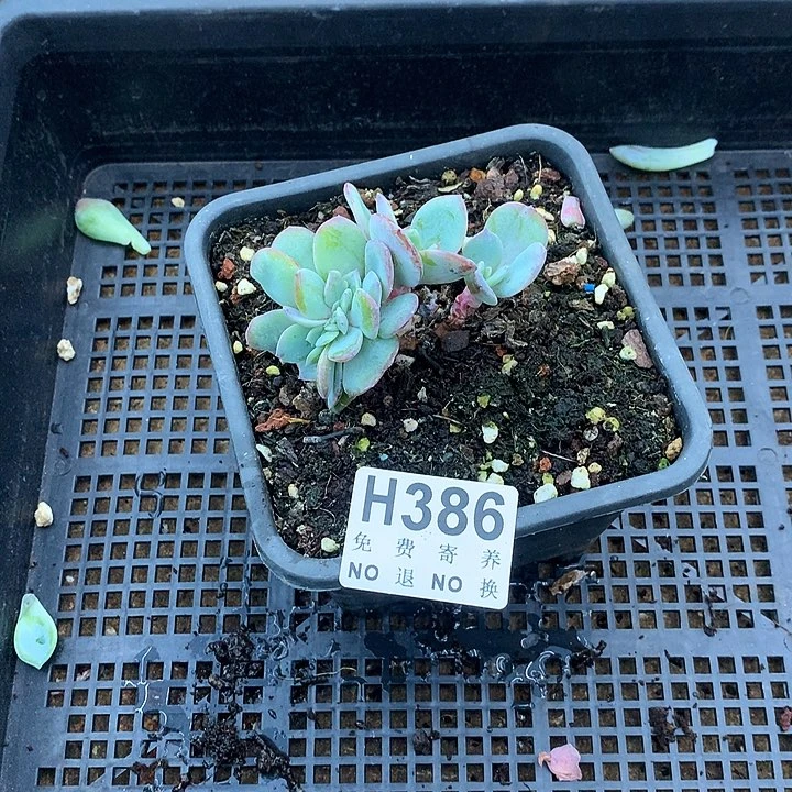 白凤缀化 非偏远38包邮、节后发