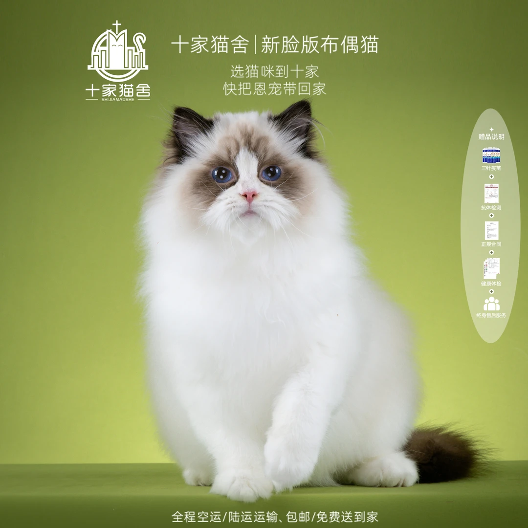【十家猫舍】小绵羊-弟弟 I新脸版布偶猫I猫咪活体