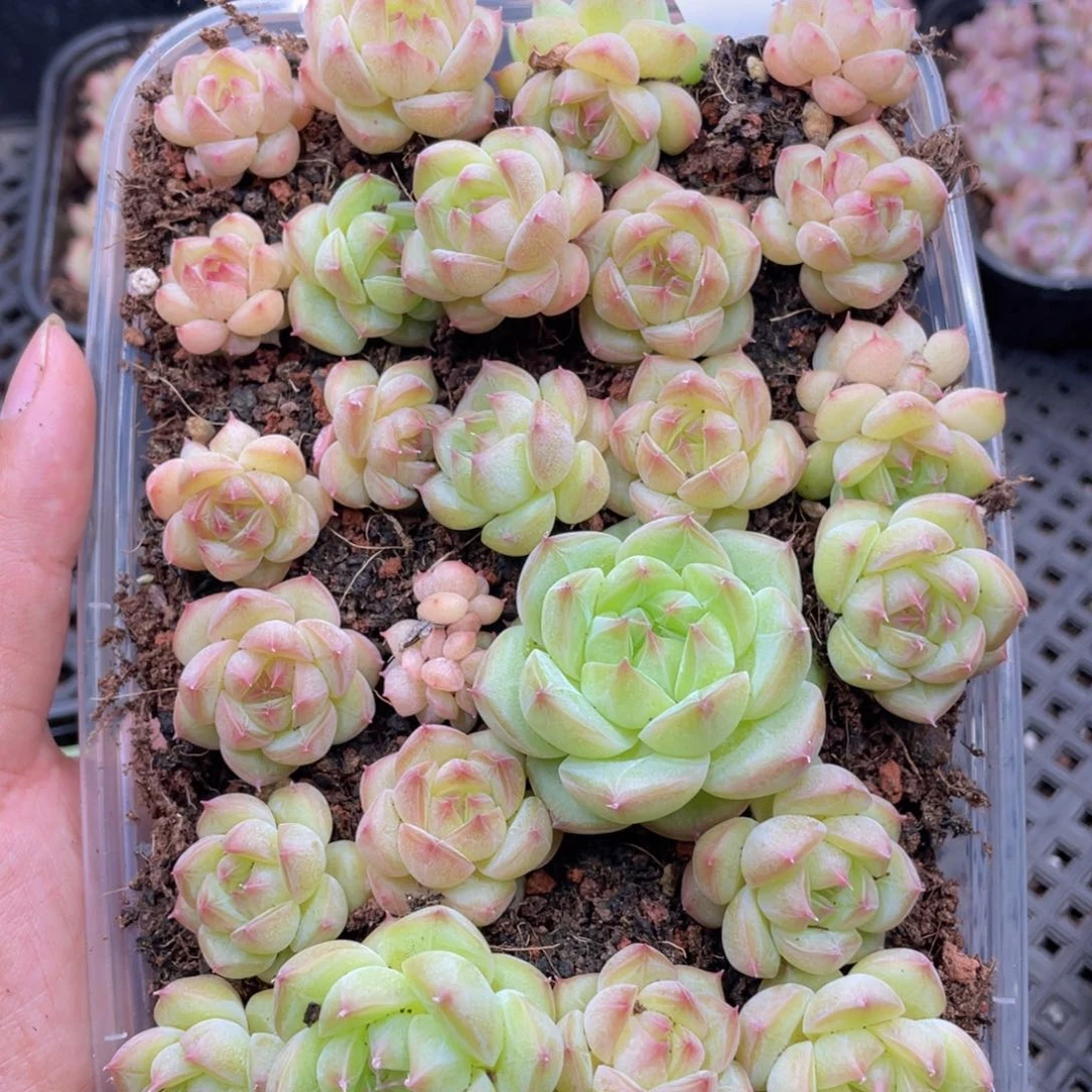 云糖心多肉植物348