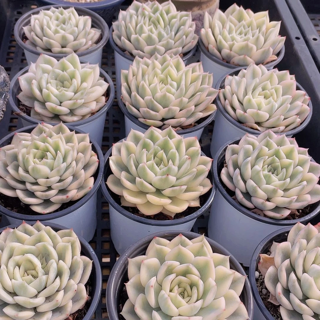 量拍47号 月亮仙子锦单头2个