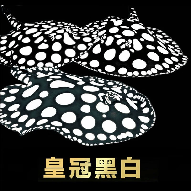 【直播专享】热销魟鱼活体黑白皇冠观赏鱼