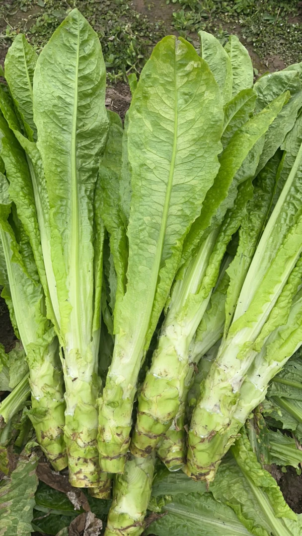 莴笋 青笋 乡村土货鲜摘 莴笋 青笋