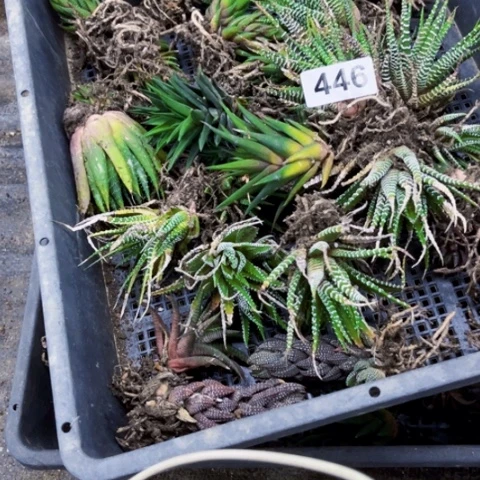 446硬叶一筐一物一图如图