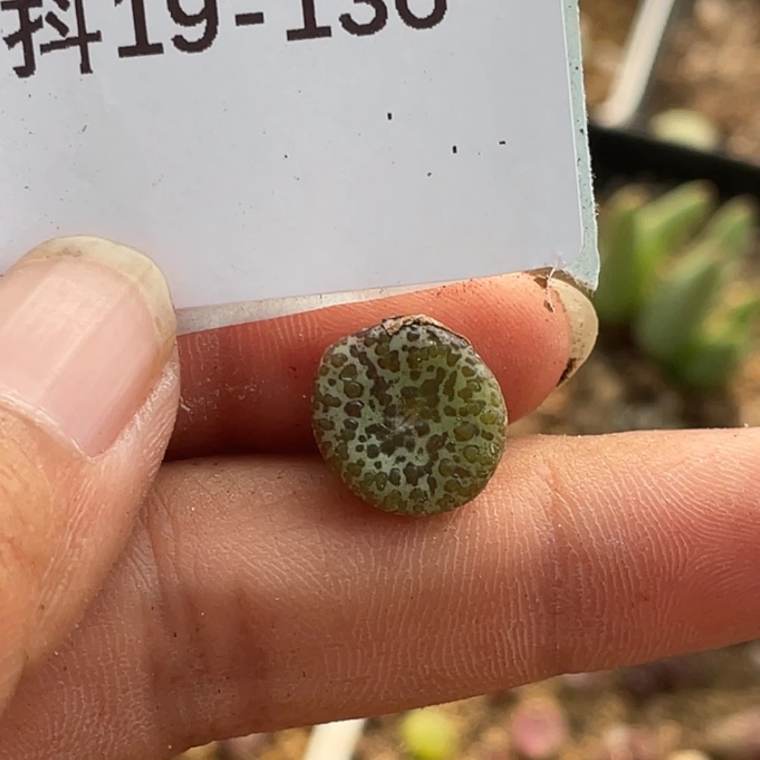 叁***呀19-136肉锥多肉植物