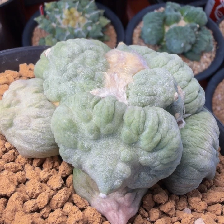 大型大圆叶整圈怒白蜡