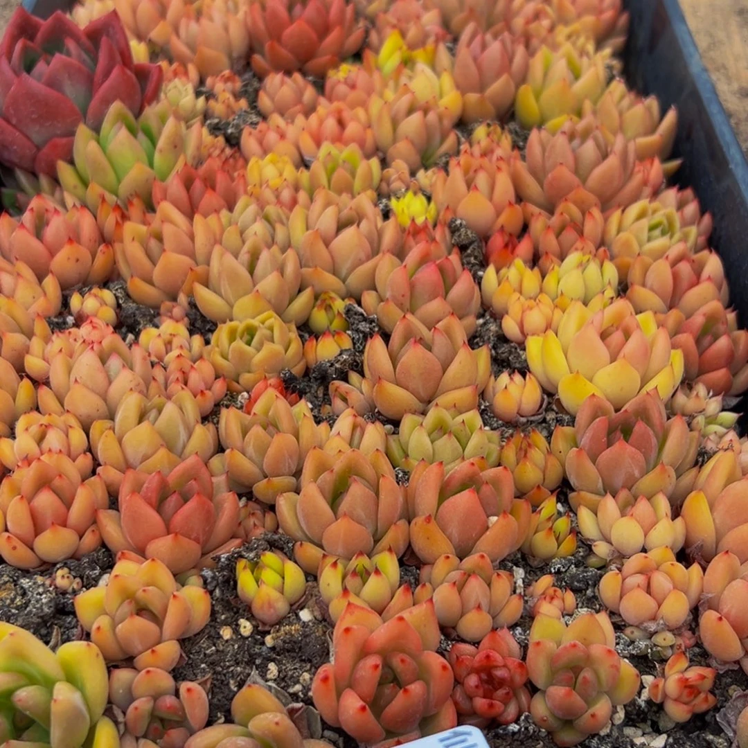 111地方政府在经济发展上采取