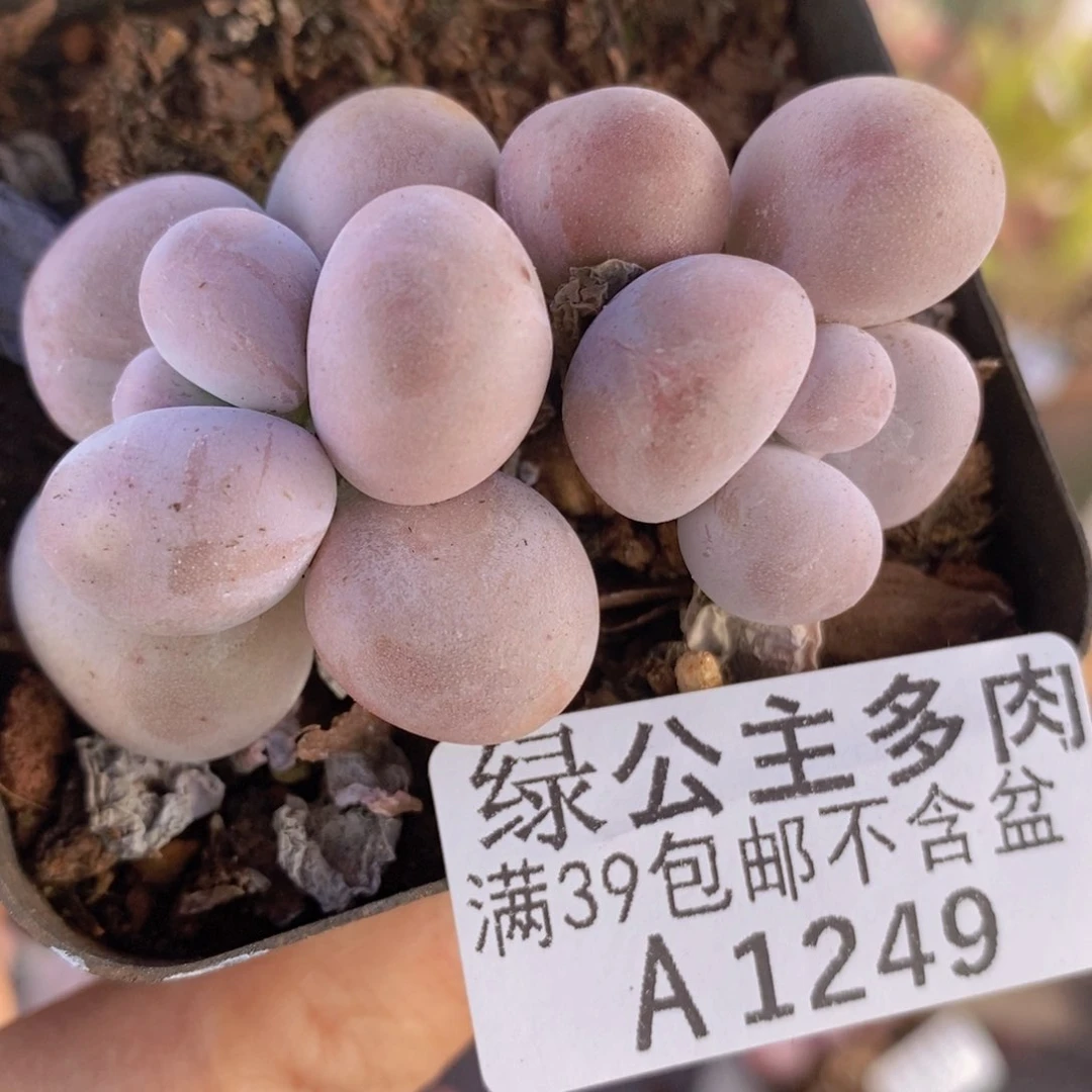 芭比奶洛5cm1249多肉酱