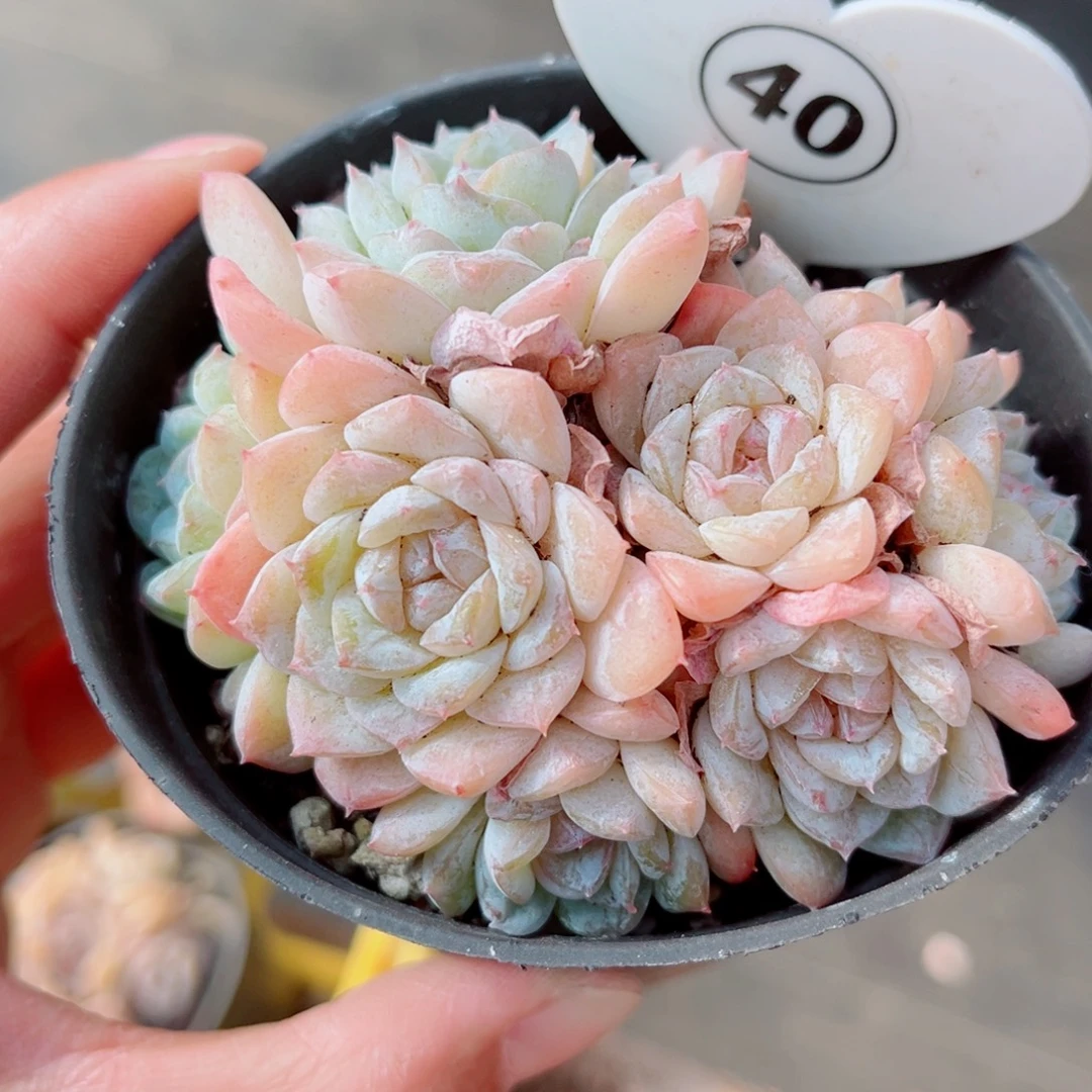 40号小老桩玉凝群8头