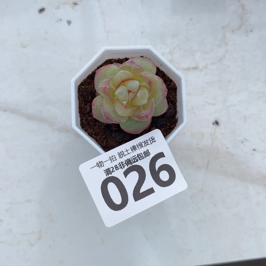 恶魔之泪无盆土发货