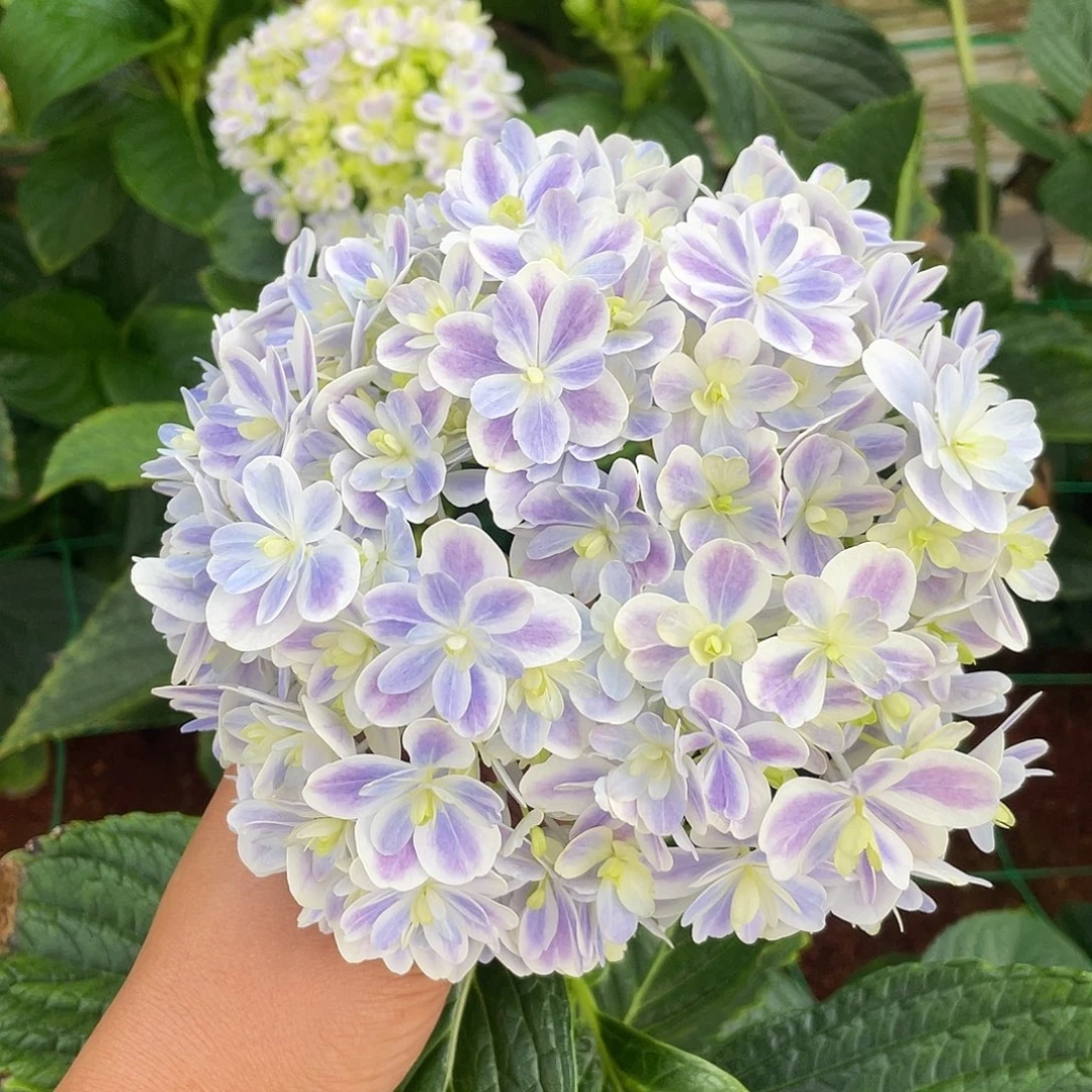 绣球切花一物一拍3枝起包邮，177